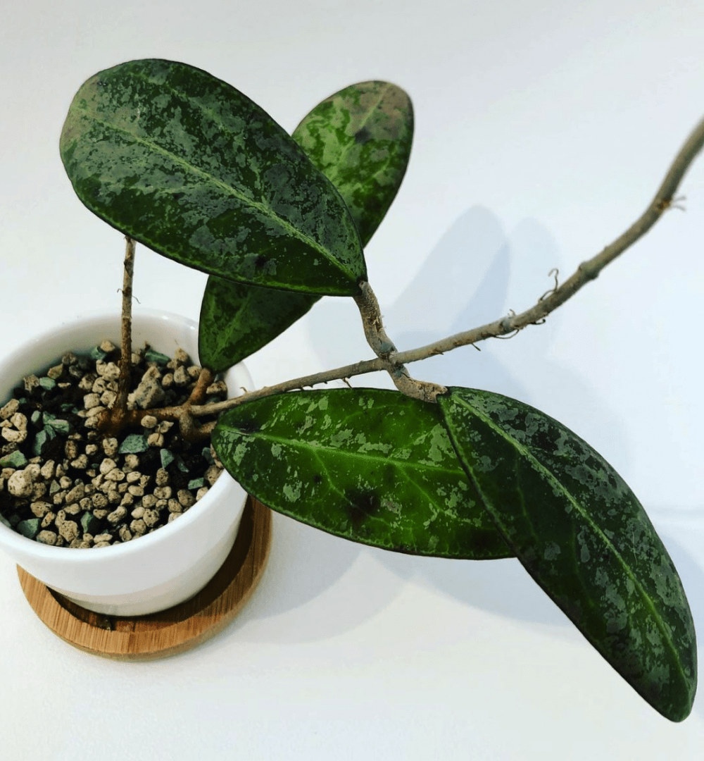 Hoya rintzii borneo