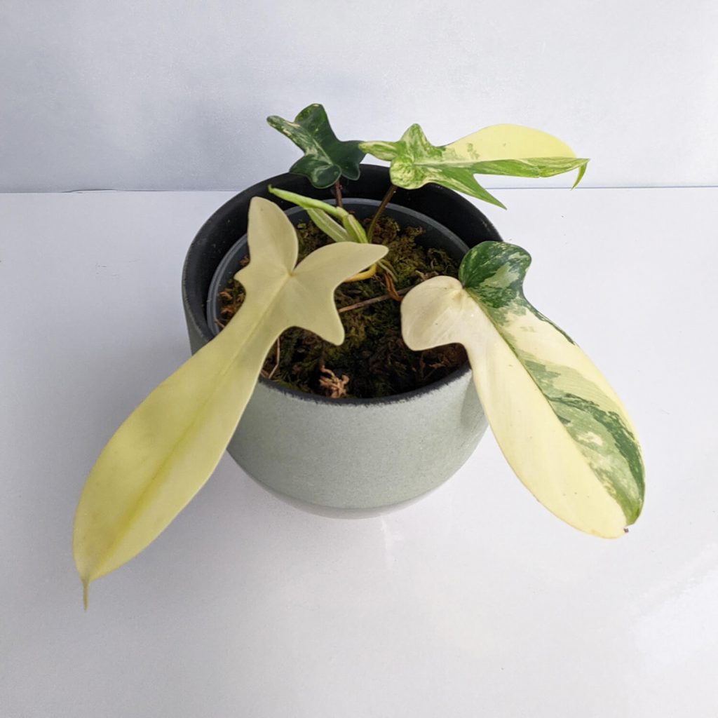 Tissue Culture Philodendron Florida Beauty Exclusive Price from Thailand