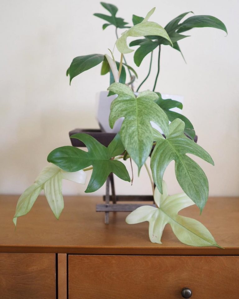 Philodendron florida ghost