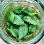 Philodendron Mamei Tissue Culture