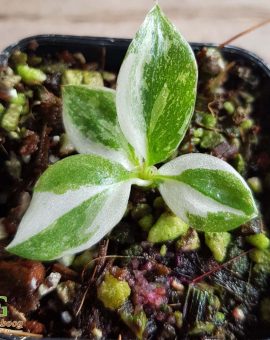 In Stock Tissue culture