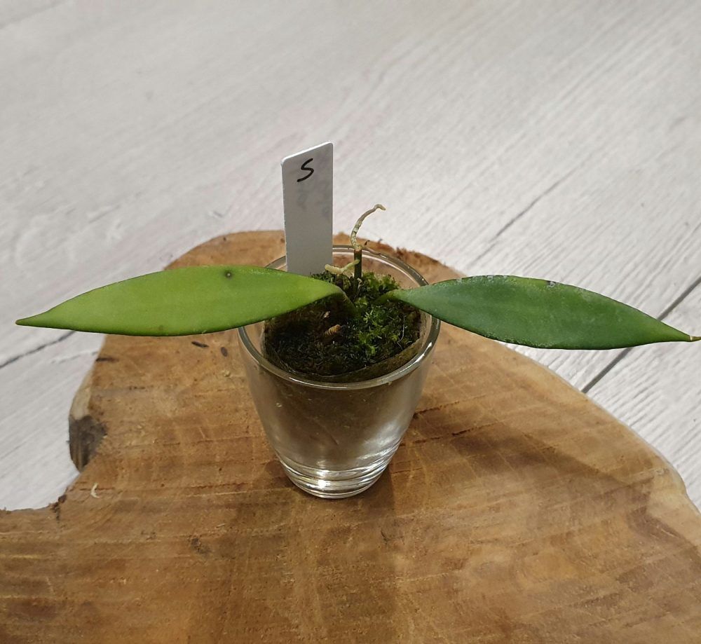 Hoya sp. Pola