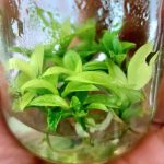 Philodendron Florida Ghost Mint Tissue Culture