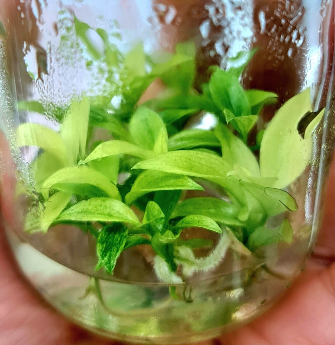 Philodendron Florida Ghost Mint Tissue Culture