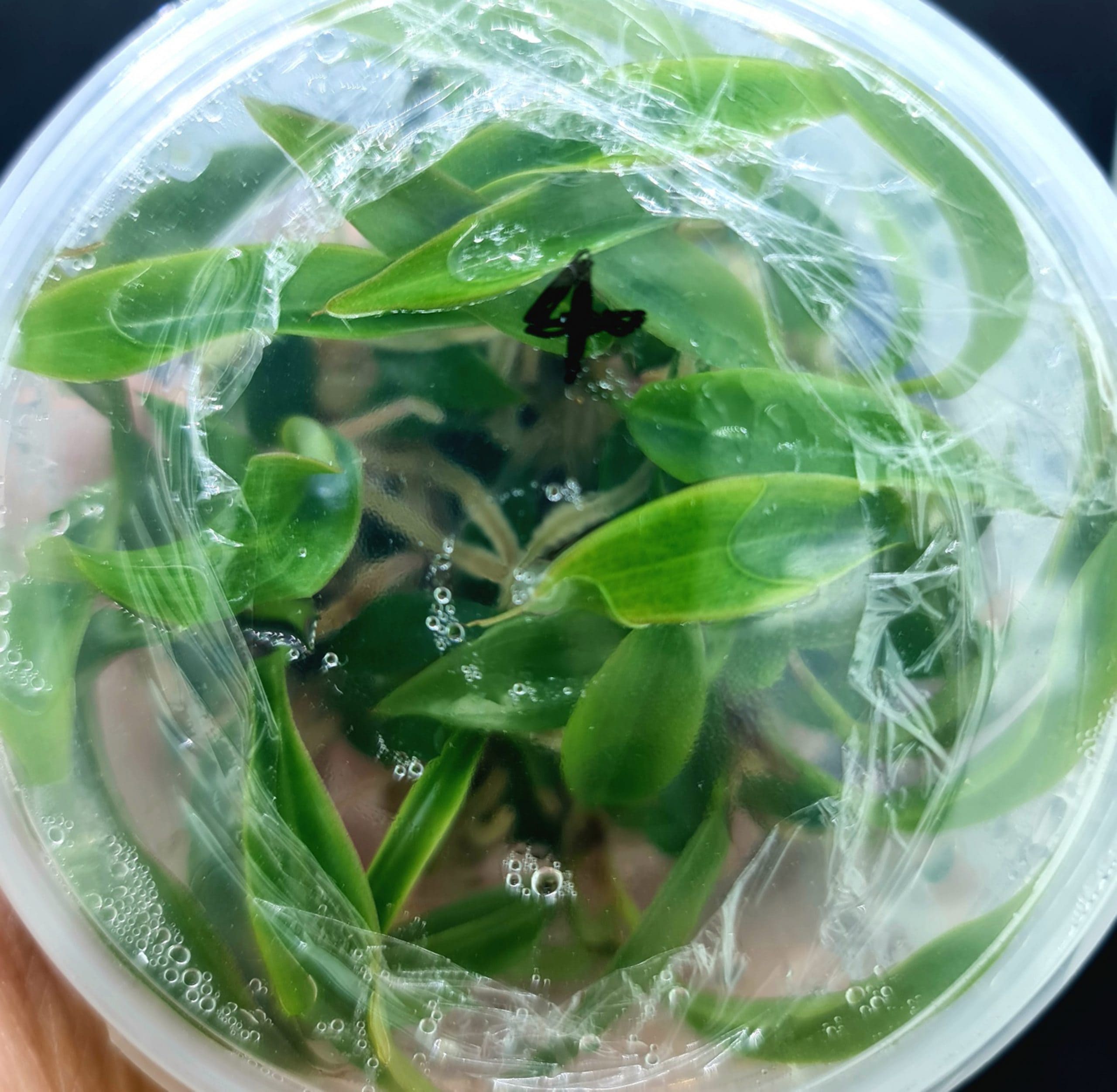 philodendron caramel marble tissue culture