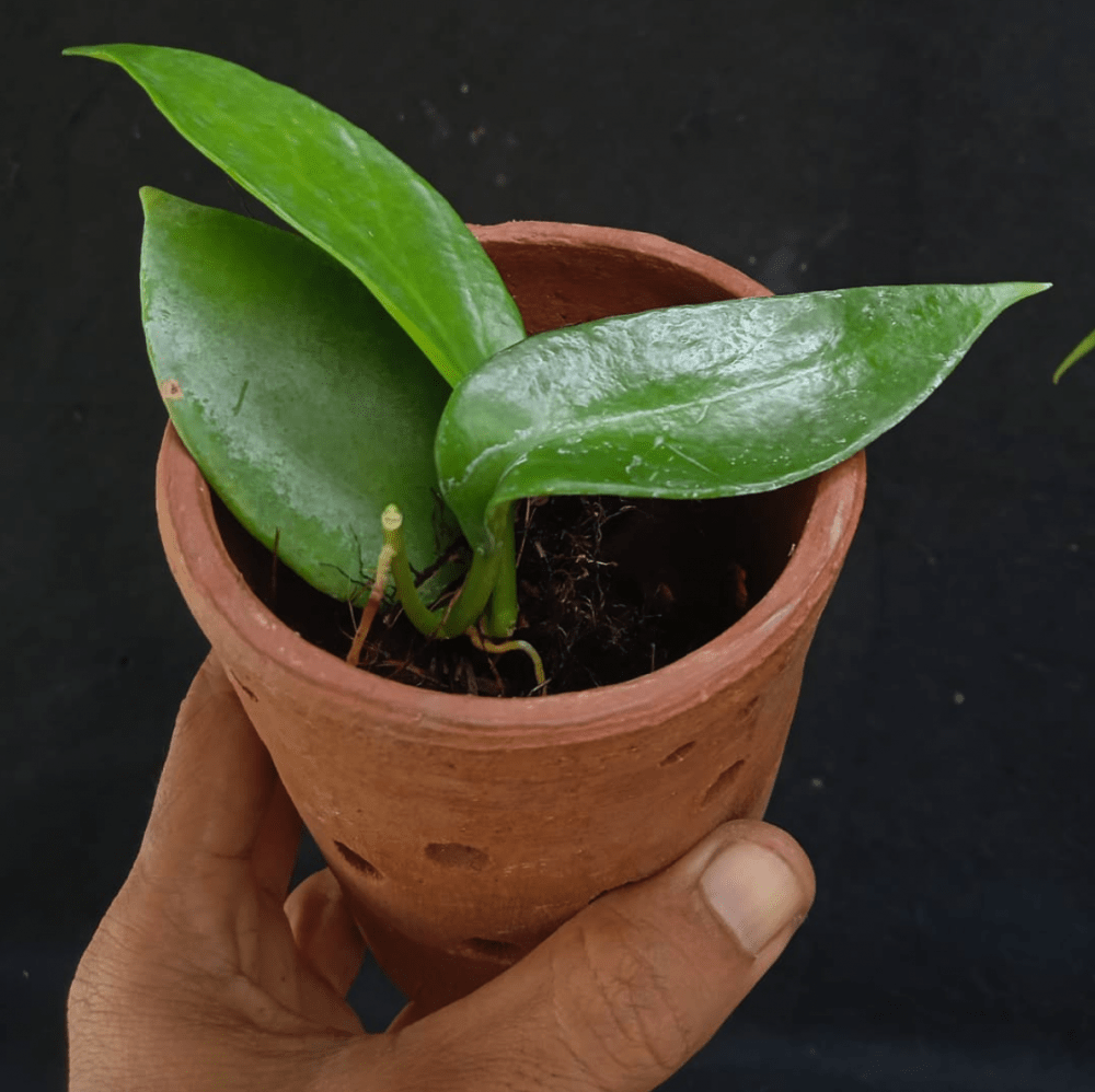 Hoya benitotanii