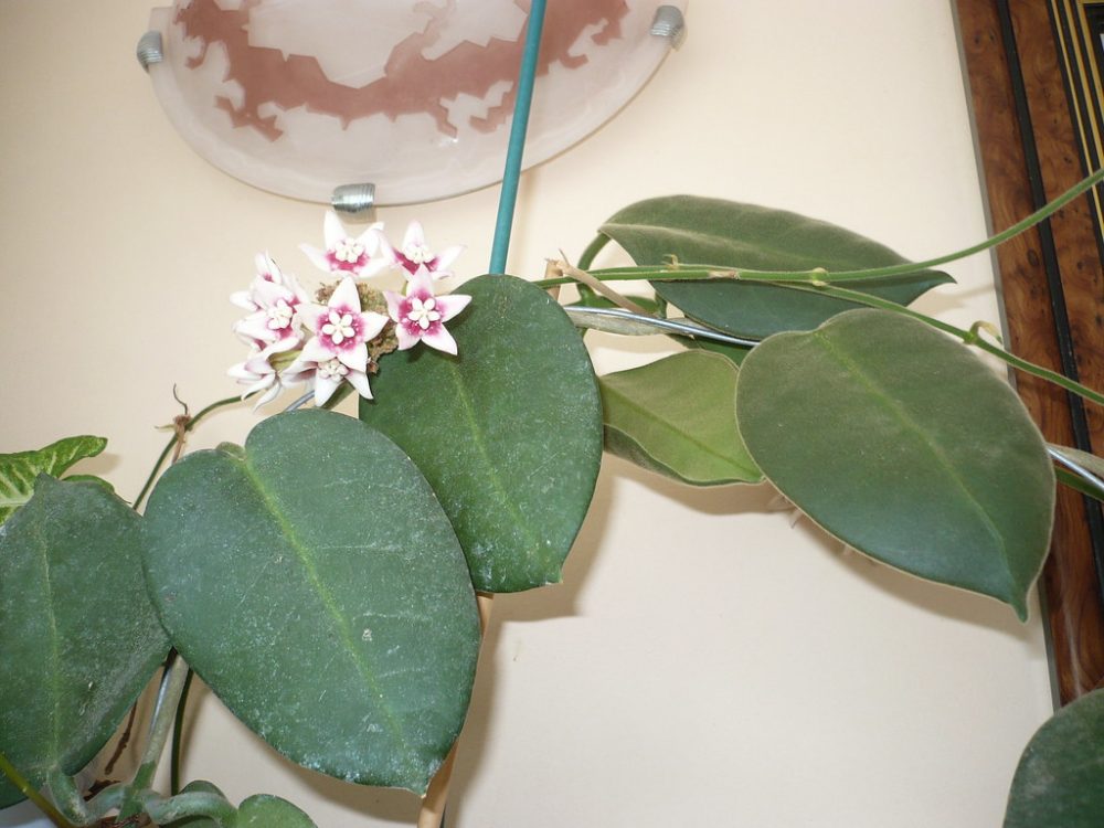 Hoya calycina