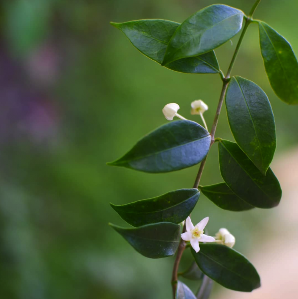 Hoya cembra