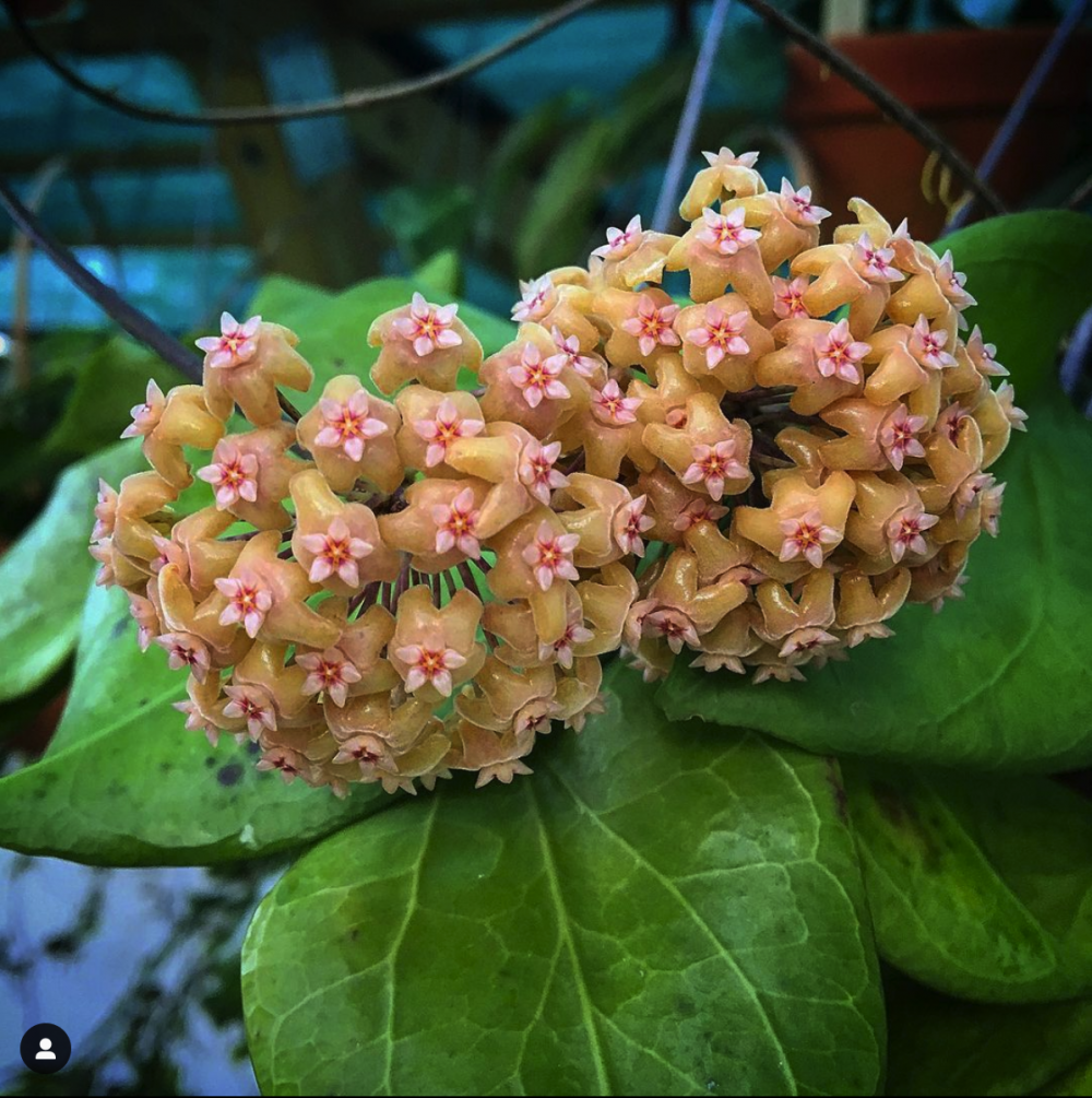 Hoya chuniana