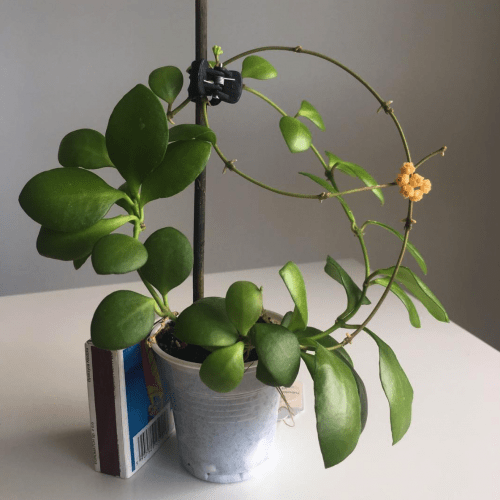 Hoya heuschkeliana yellow
