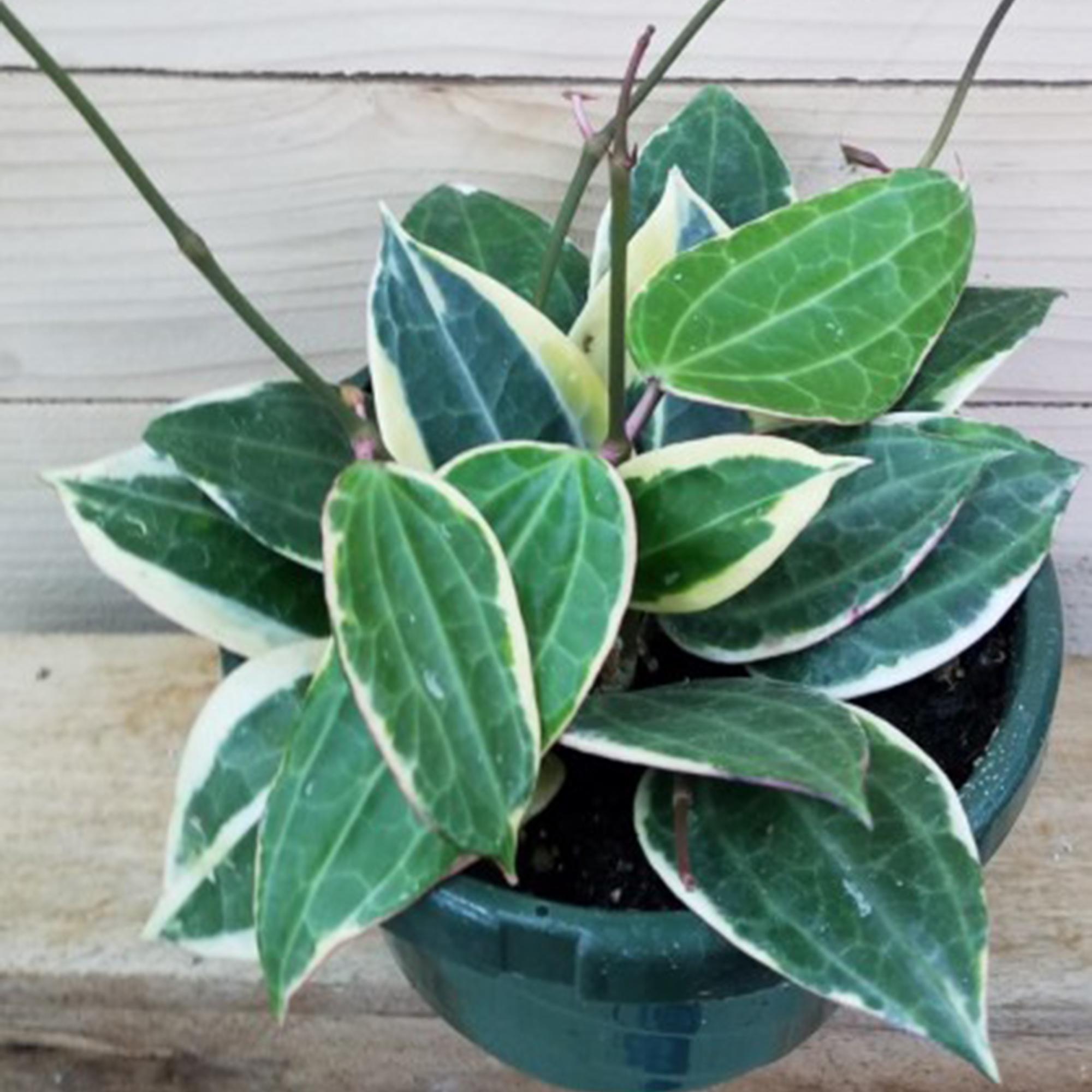 ficus sagittata variegata Ficus Sagittata Pink Variegata am Stab  whiteleafplants