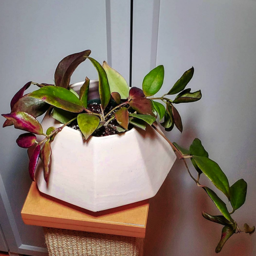 Hoya minahassae