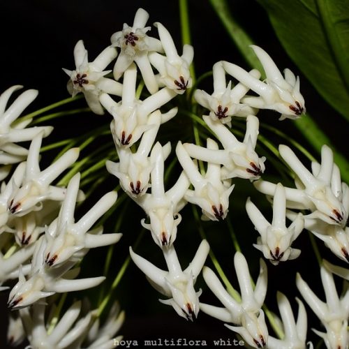 Hoya multiflora white flower