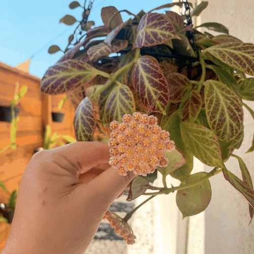 Hoya obscura