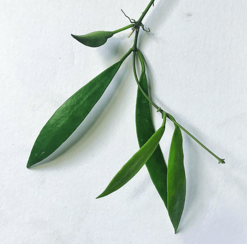 Hoya odetteae