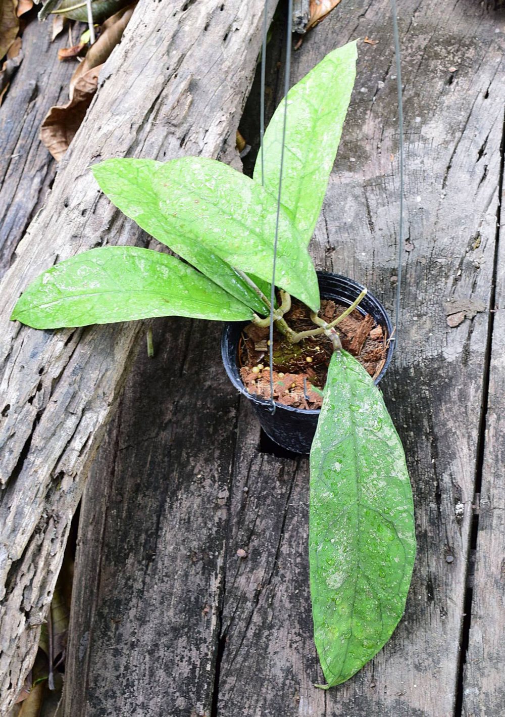 Hoya perak teddy bear red corona