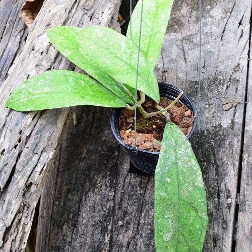 Hoya perak teddy bear red corona