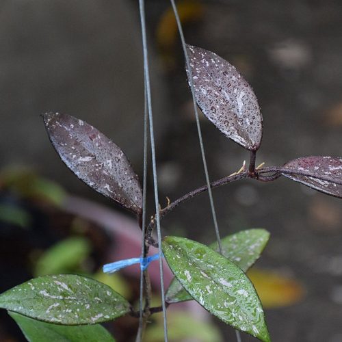 Hoya pubicalyx royal hawaiian purple (splash)