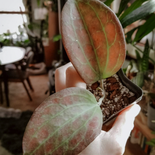 Hoya Quinquenervia