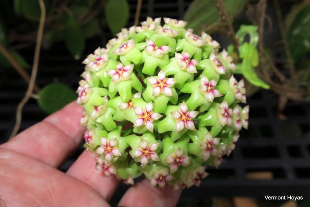 Special Price - Hoya sp. UT 033 1