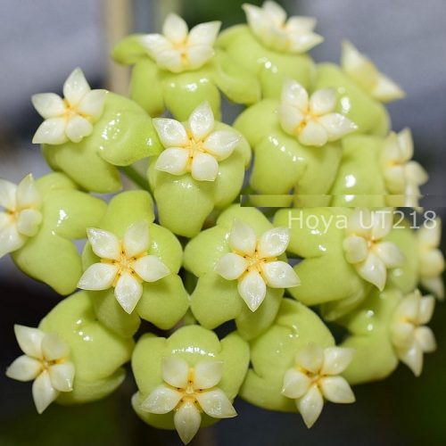 Hoya sp. UT 218