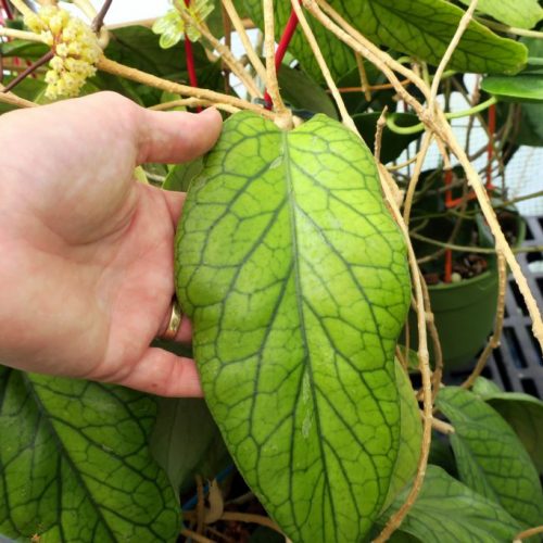 Hoya vitellinoides