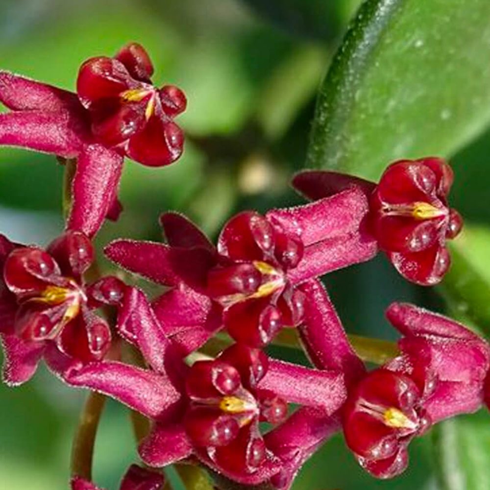 Hoya carmelae - Image 2