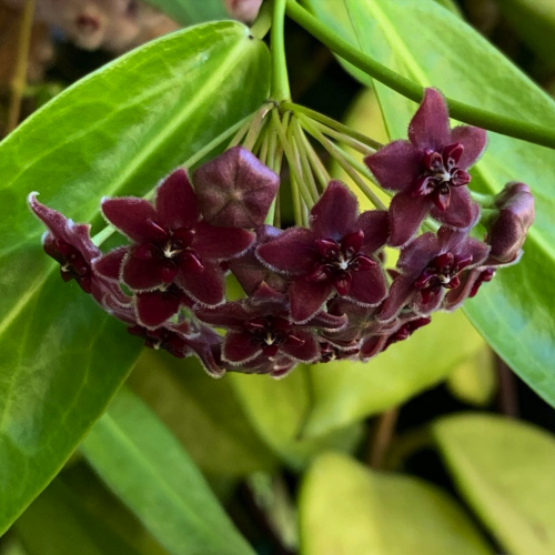 Rare Hoya Globulosa (Chocolate Color Flowers) for Sale | 1