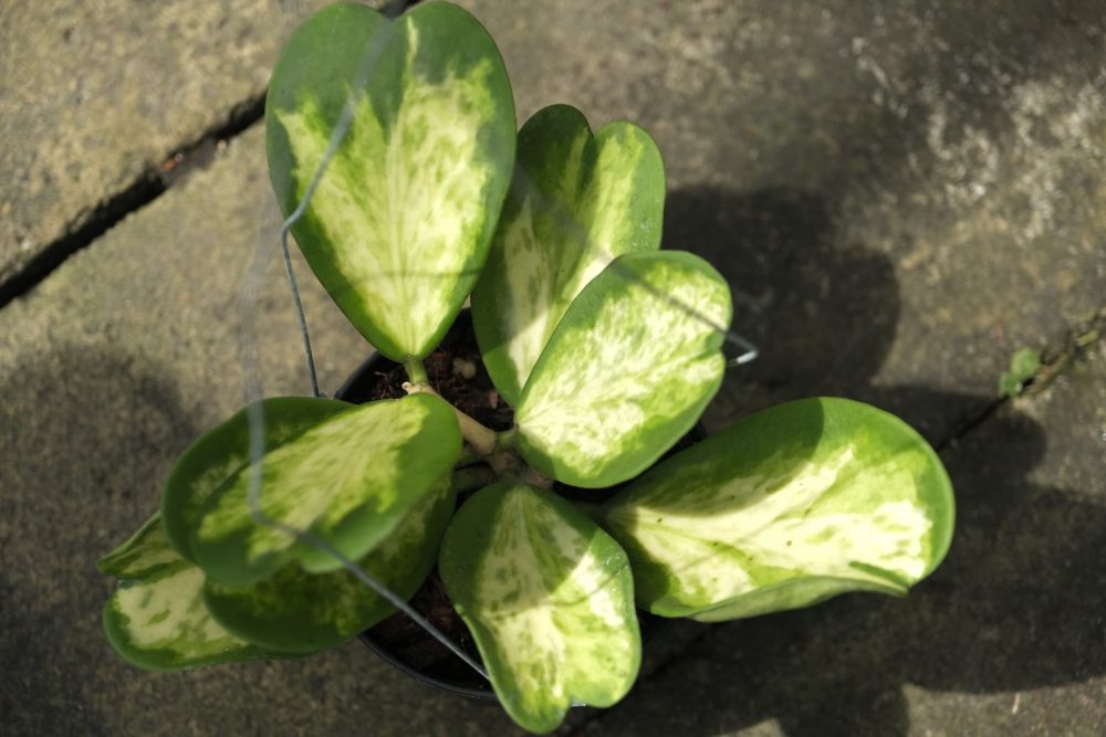 Hoya kerrii variegated spot leaf