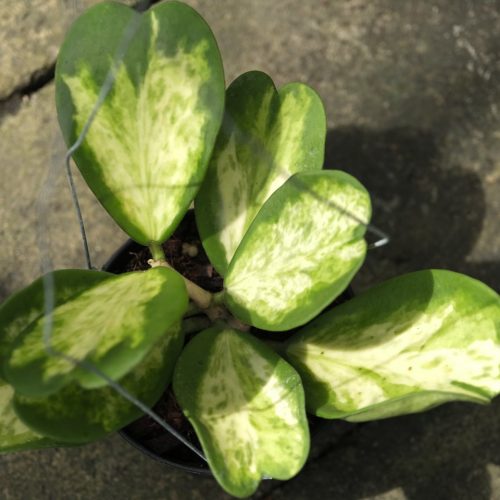 Hoya kerrii variegated spot leaf