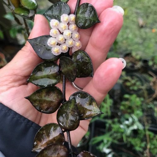 Hoya khoniana Black