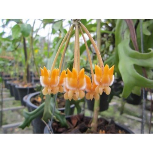 Hoya lasiantha
