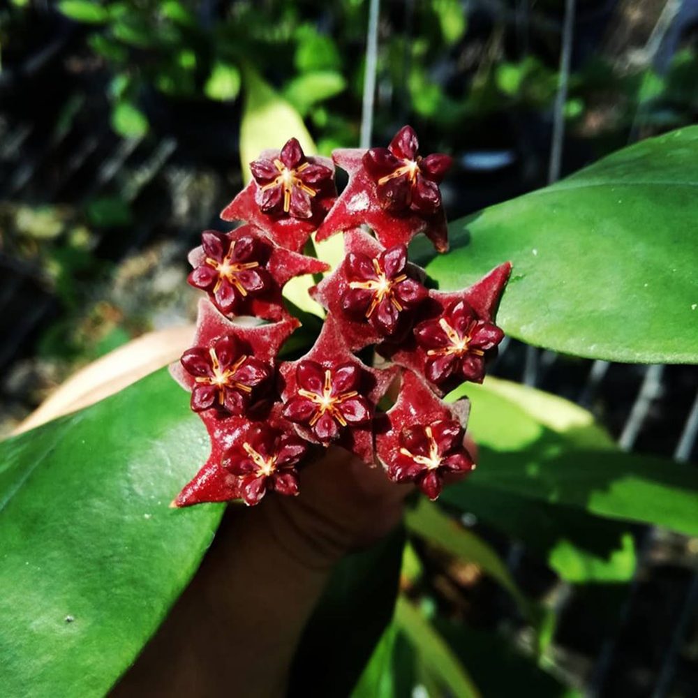 Hoya Lobbii dark