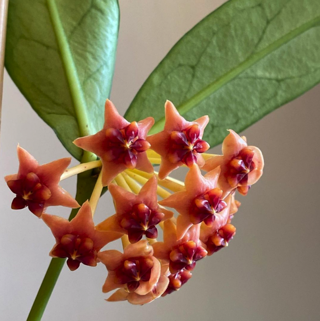 Vibrant Hoya Lobbii Orange | 4