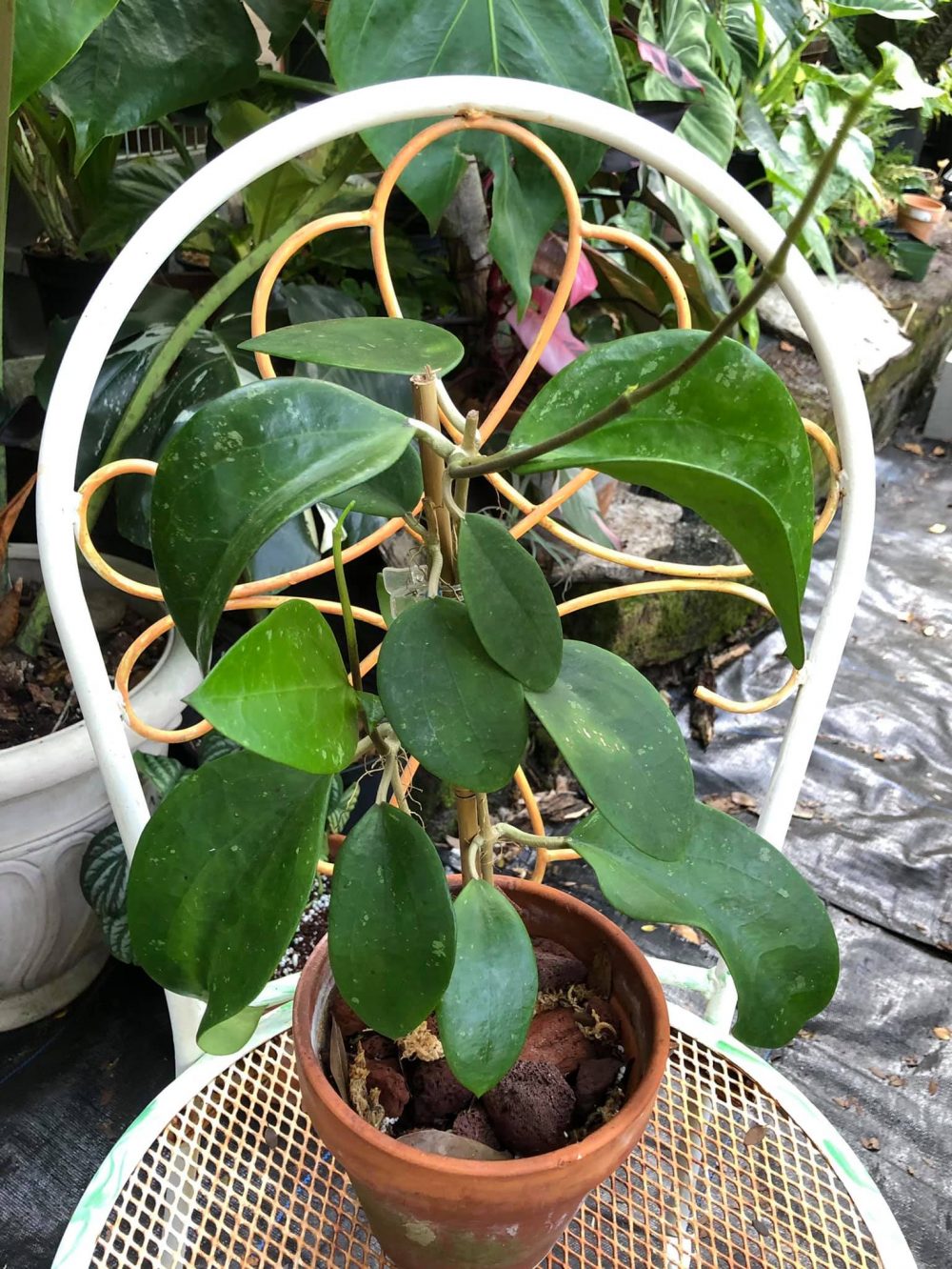Hoya loyceandrewsiana