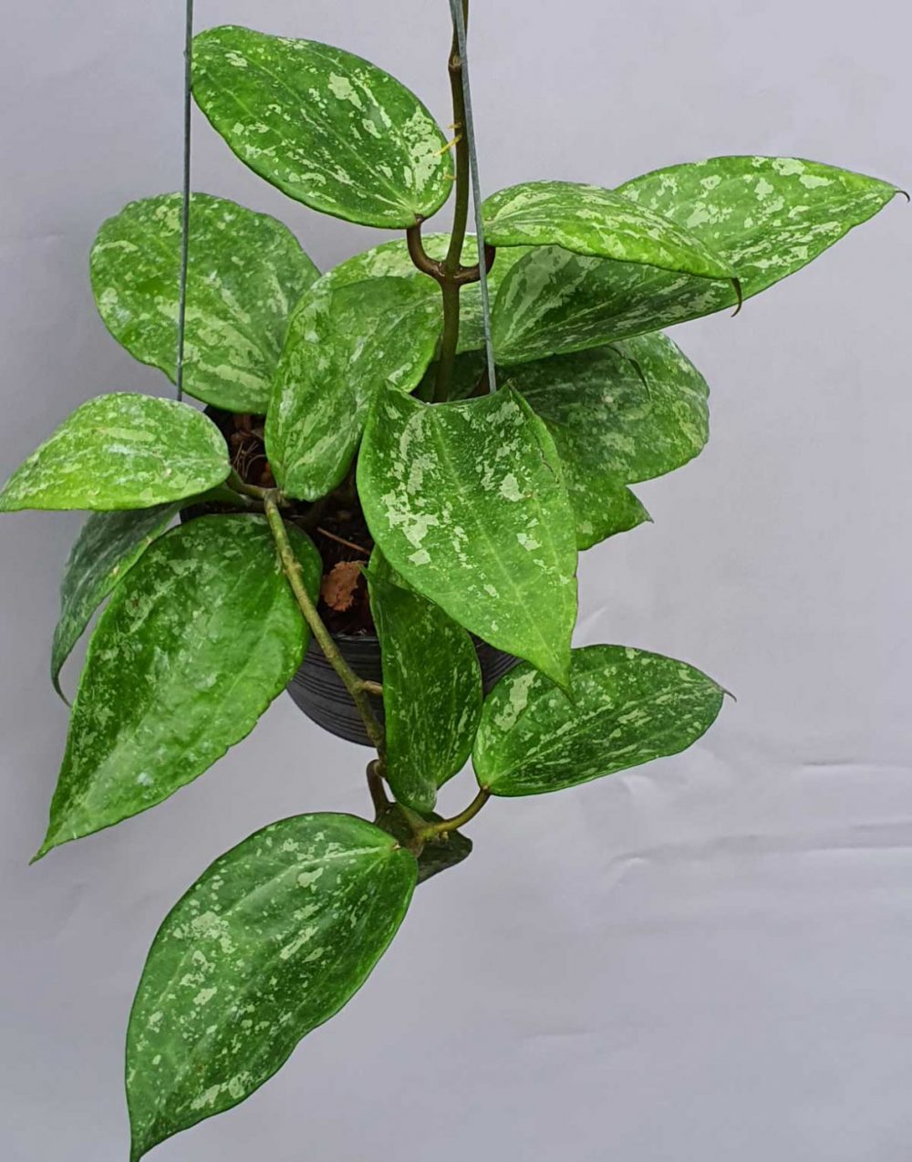 Hoya macrophylla splash