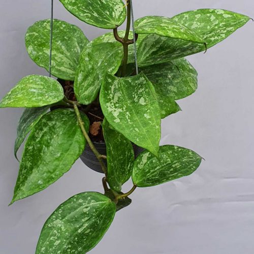 Hoya macrophylla splash