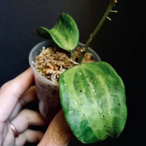 Hoya macrophylla baibua