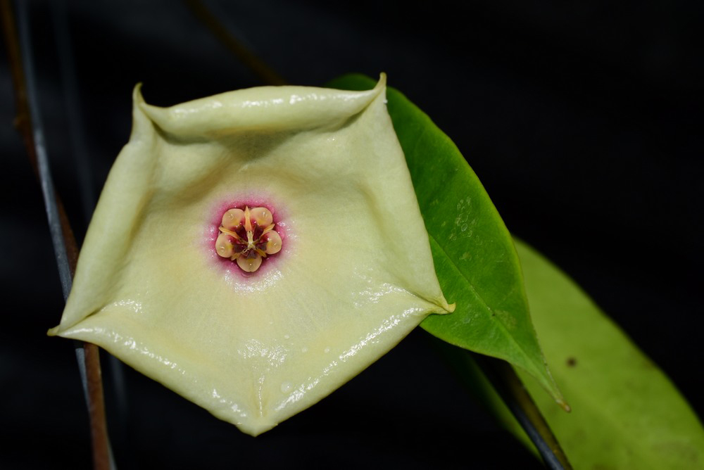 Rare Hoya Mappigera Pink for Sale | 1