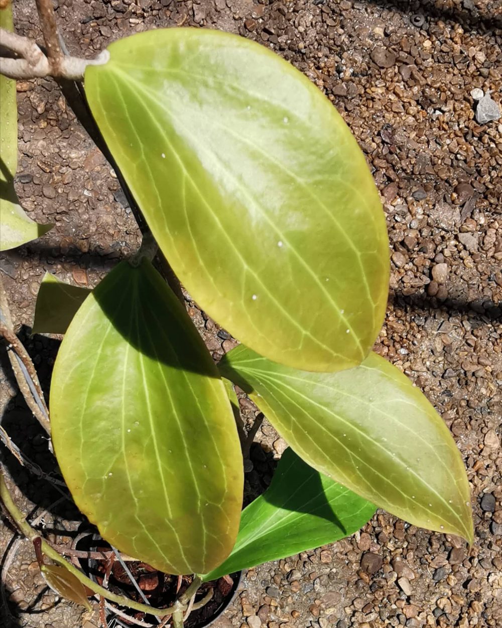 Hoya marginata