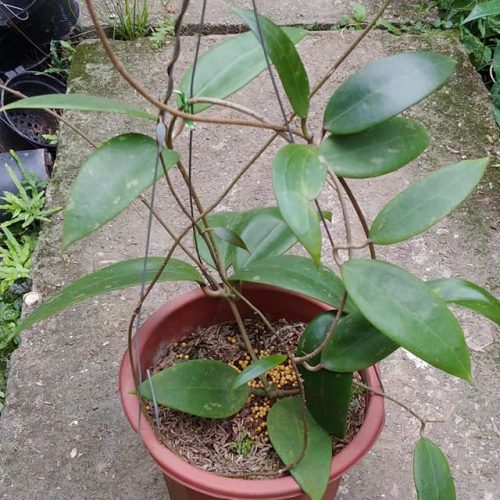 Hoya sp. Miari Jaya 58 GPS 10071