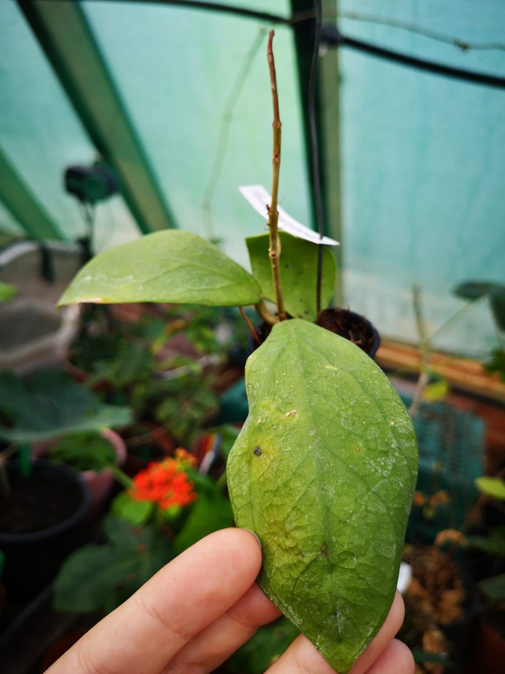 Hoya mindorensis orange