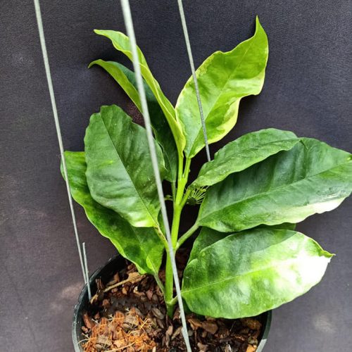 Hoya multiflora albomarginata