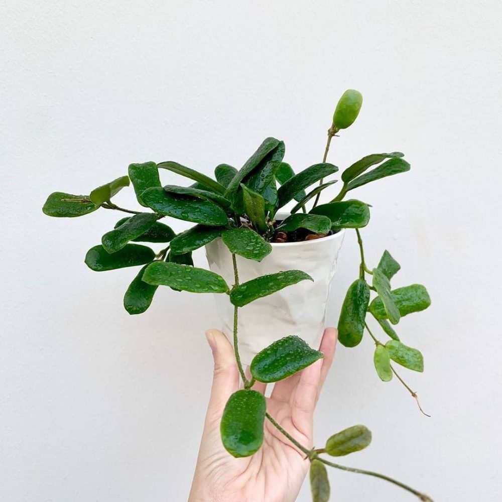 Hoya Rotundiflora