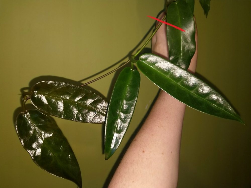 Hoya Seanie