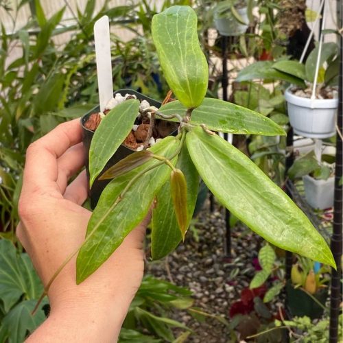 Hoya siariae PW 1307-06