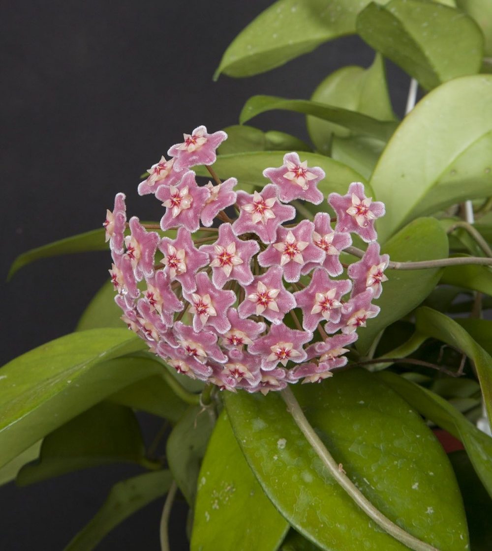 Hoya skinneriana