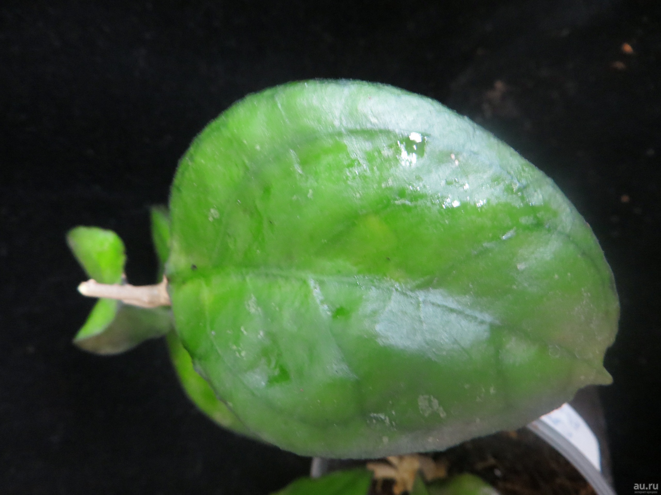 Exclusive Offer: Hoya Sp. Borneo Round Leaf 1