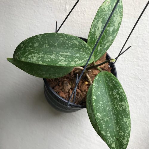 Hoya sp. Rangsan