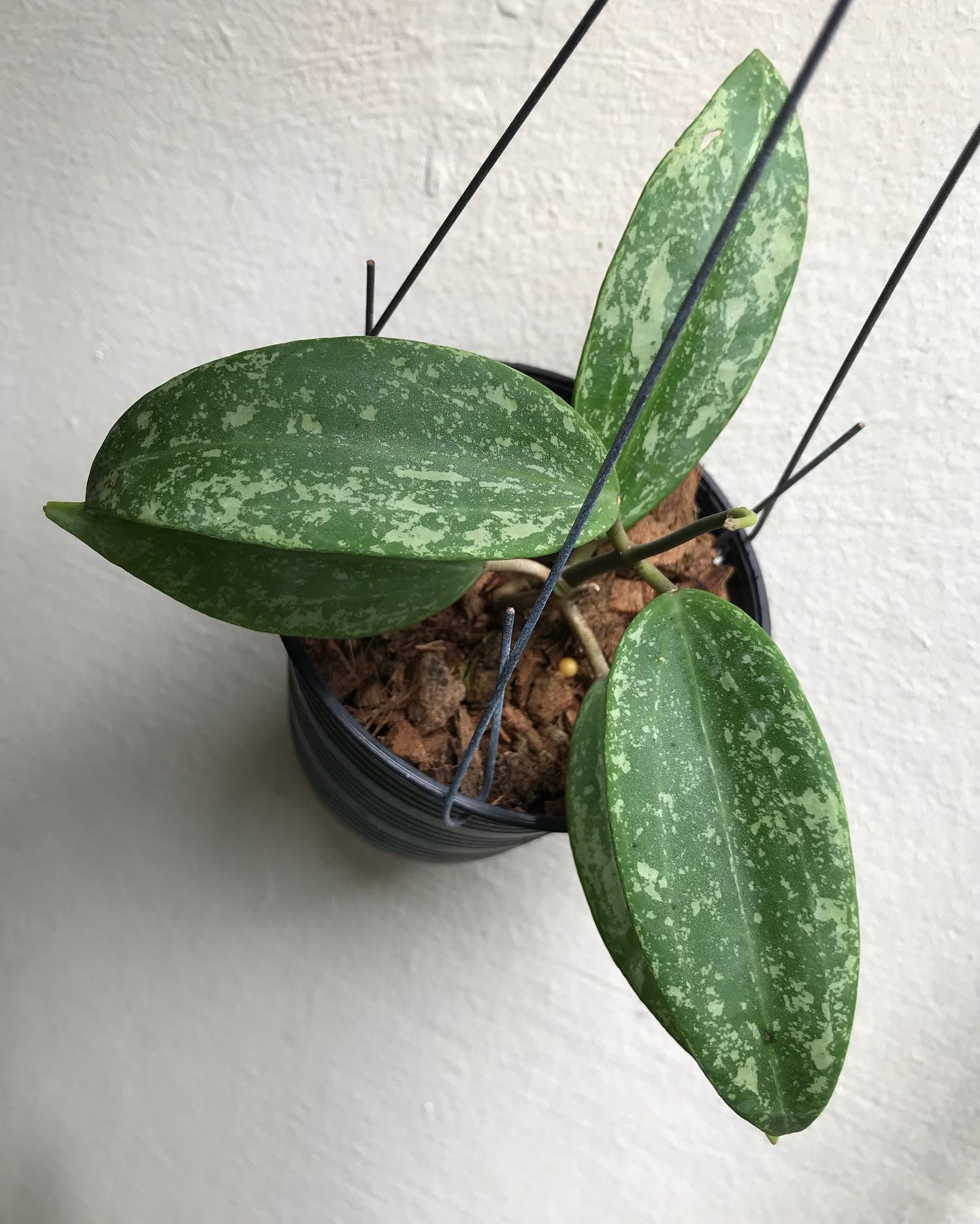 Hoya 'Rangsan', Well Established with New Growth selling in 2